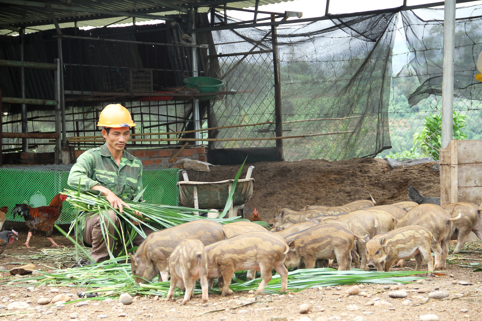 Kon Tum: Nuôi Thứ Heo Sọc Dưa, Bán Một Con Heo Giống Bé Thôi Mà Giá Tới 2,2  Triệu Đồng