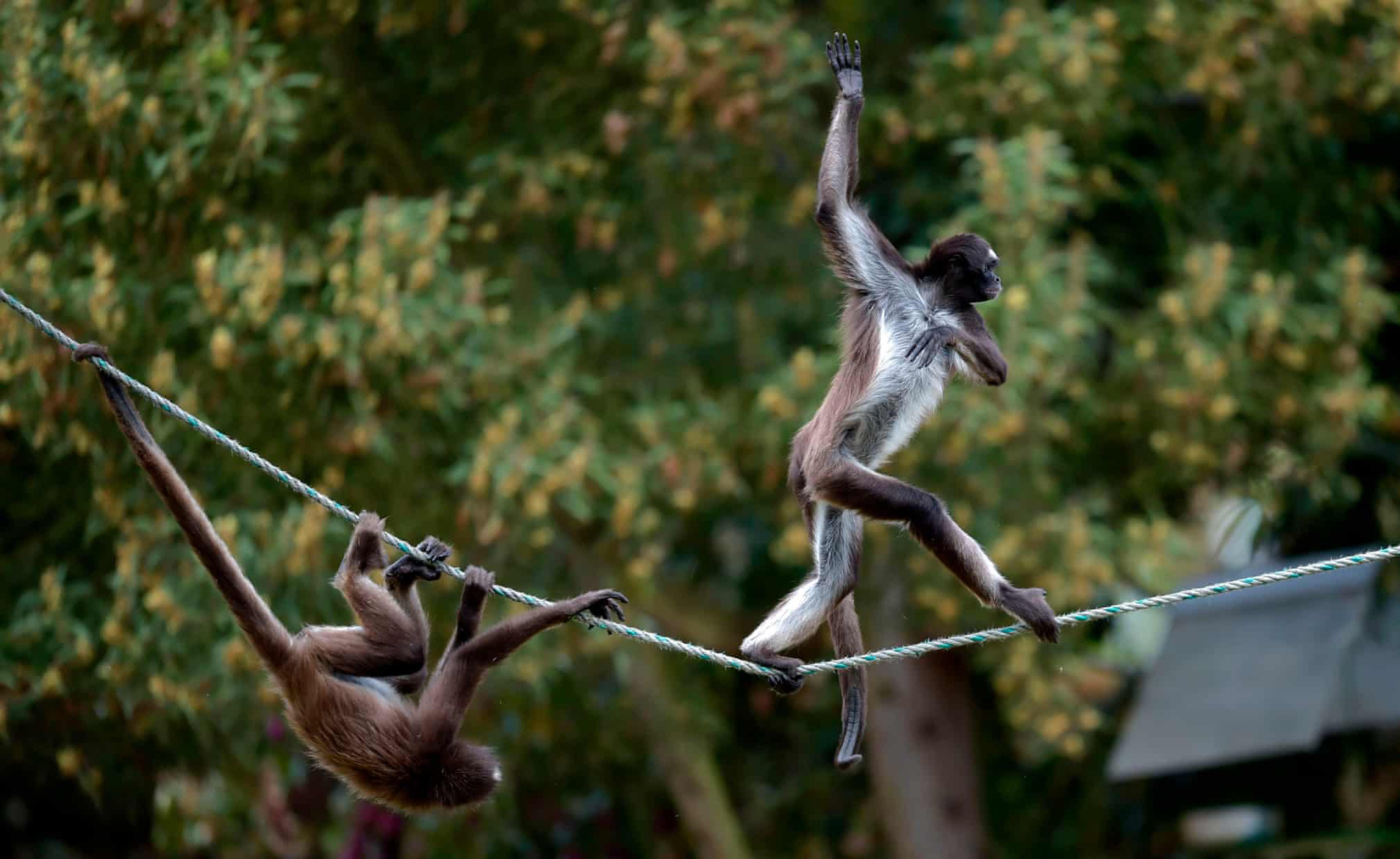 Khỉ đi bộ trên dây: Nếu bạn muốn thưởng thức một phong cách đi bộ đầy thách thức, hãy xem hình ảnh của những chú khỉ đi bộ trên dây. Chúng có sức mạnh và độ khéo léo xuất sắc để vượt qua những thử thách hỗn loạn của những chiếc dây đầy mạo hiểm nhất.