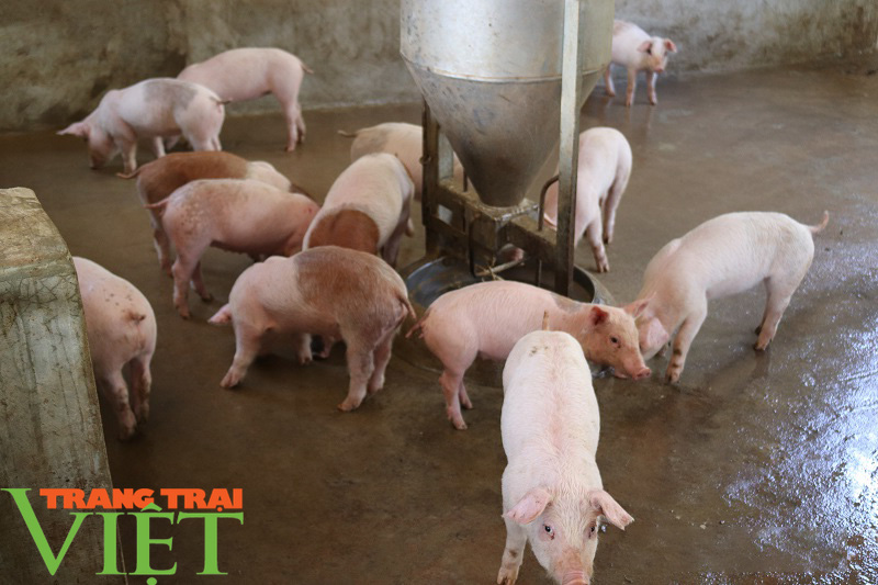Nông dân vùng cao lãi 300 triệu đồng nhờ nuôi cả trăm con lợn - Ảnh 2.