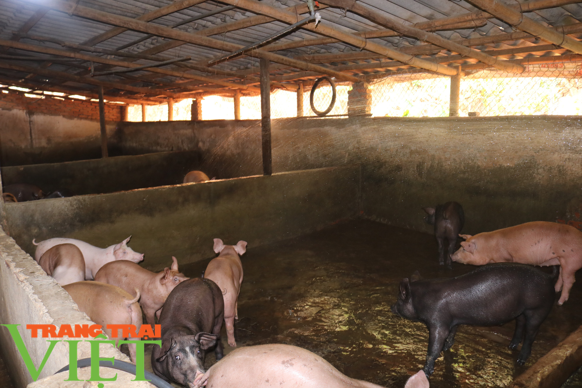 Nông dân vùng cao lãi 300 triệu đồng nhờ nuôi cả trăm con lợn - Ảnh 5.
