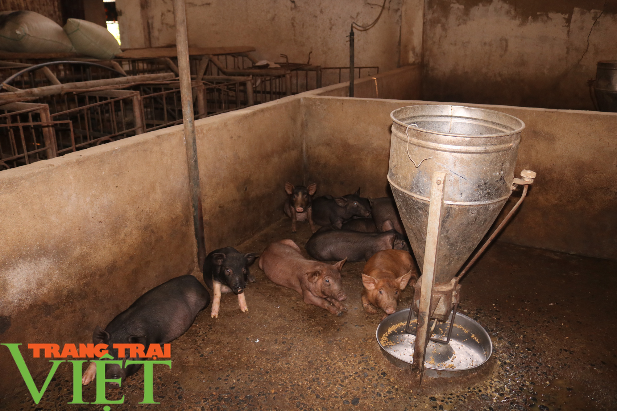 Nông dân vùng cao lãi 300 triệu đồng nhờ nuôi cả trăm con lợn - Ảnh 4.
