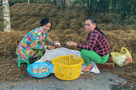 Hậu Giang: Nông dân trồng nấm rơm đặc sản, bỏ 1 đồng vốn thu 4 đồng lời - Ảnh 1.