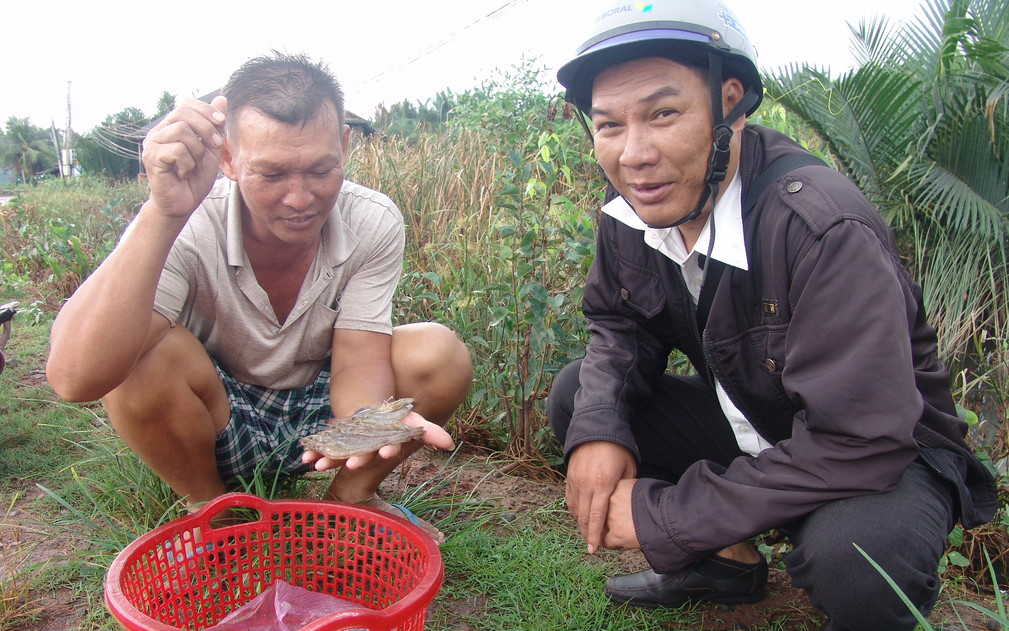 Long An: Kiên quyết không cấp điện cho nông dân "xé rào" nuôi tôm trên đất lúa 