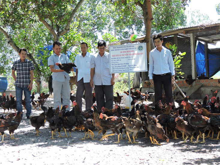 Bình Định: Nuôi gà bằng tỏi, gừng, nghệ, lá mơ lông...gà thường cũng biến thành gà đặc sản - Ảnh 1.