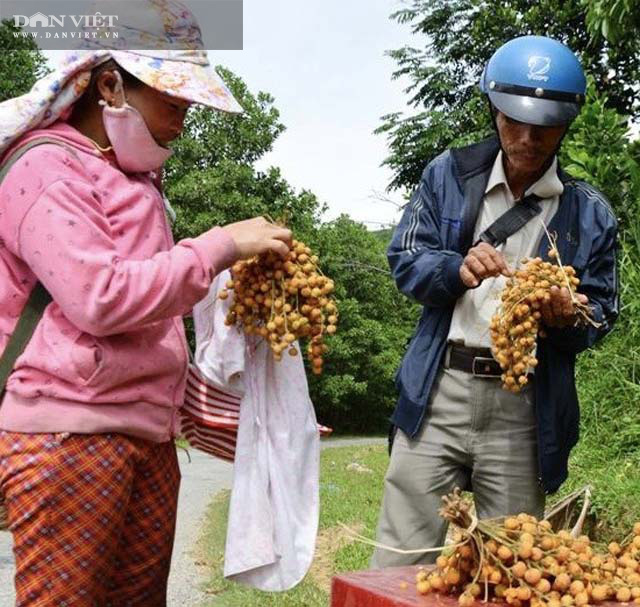 Quảng Ngãi: Mùa trái rừng đặc sản ở thủ phủ quế  - Ảnh 5.