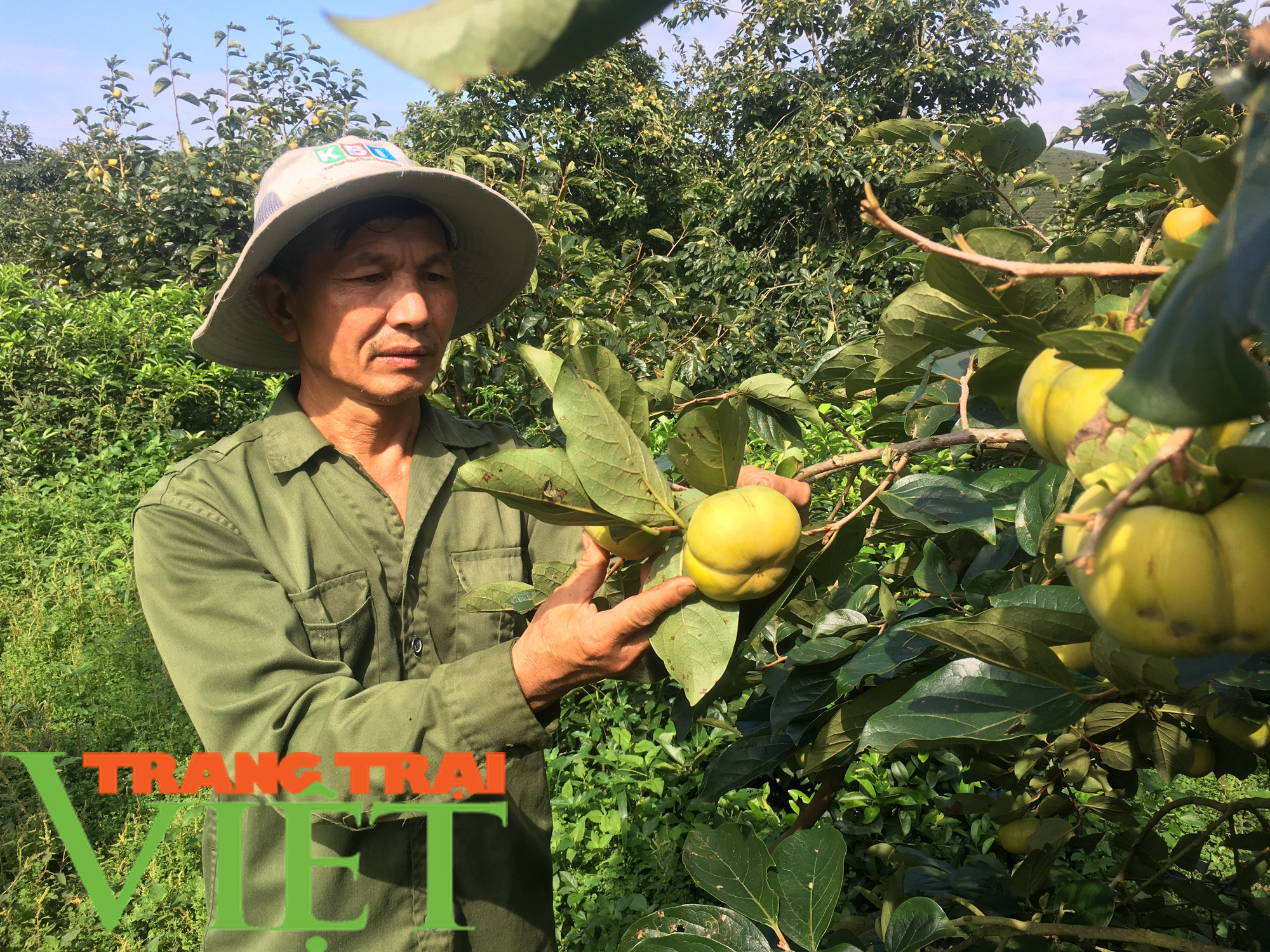 Hội viên nông dân Mộc Châu có mức thu nhập cao từ trồng cây ăn quả - Ảnh 2.