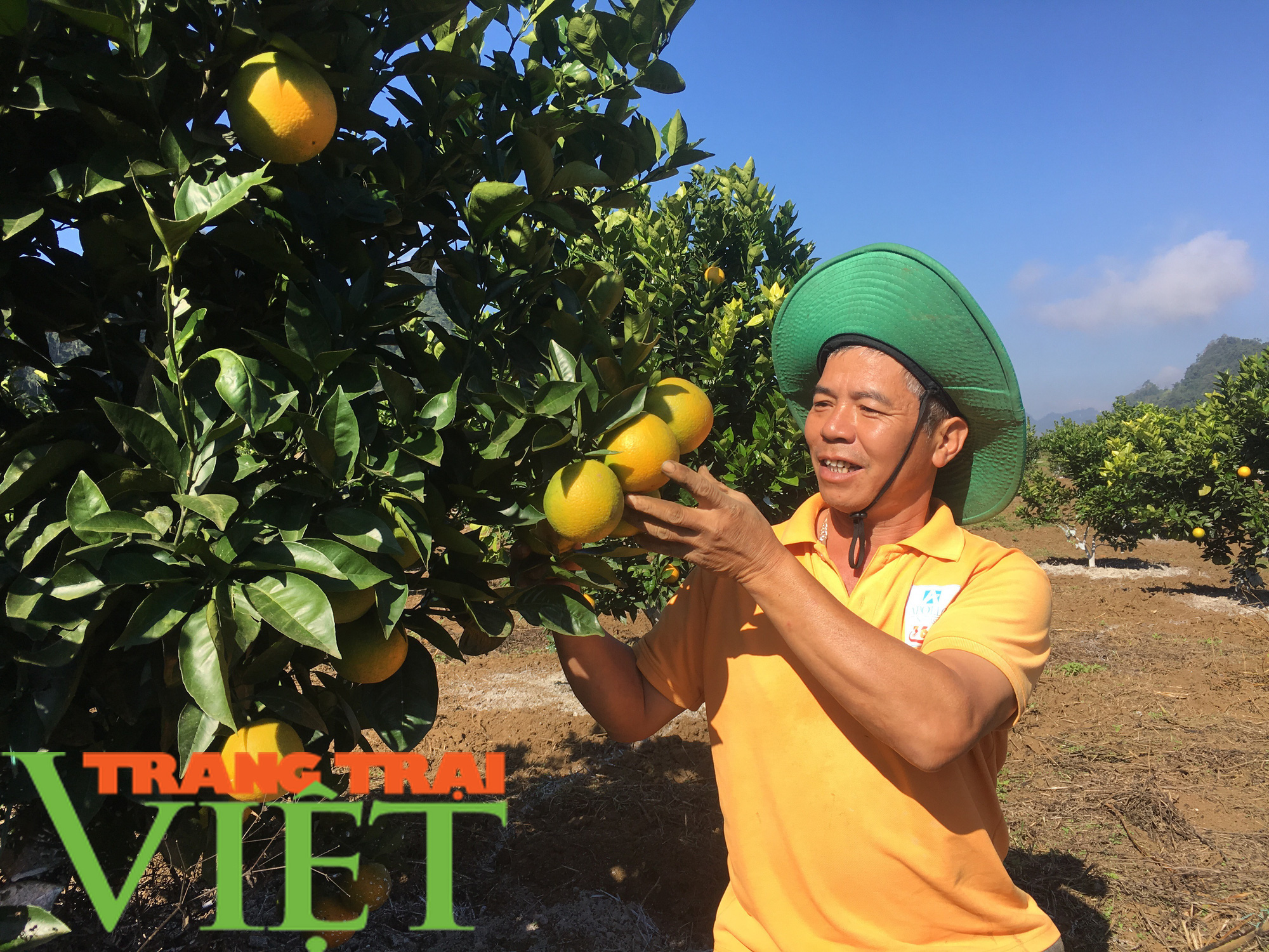 Hội viên nông dân Mộc Châu có mức thu nhập cao từ trồng cây ăn quả - Ảnh 5.