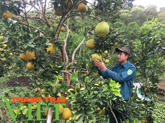 Hội viên nông dân Mộc Châu có mức thu nhập cao từ trồng cây ăn quả - Ảnh 1.
