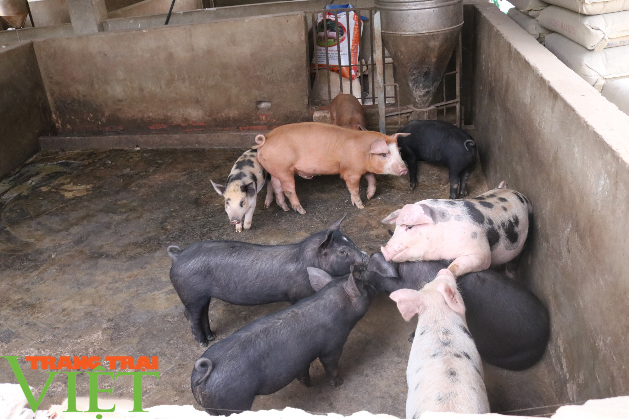 Nông dân Sơn La &quot;phát tài&quot; nhờ nuôi lợn - Ảnh 3.