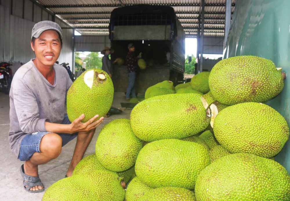 Ngược chiều: Mít Thái tăng giá &quot;vù vù&quot; giữa thời dịch Covid, xuất khẩu sang Trung Quốc tăng - Ảnh 1.