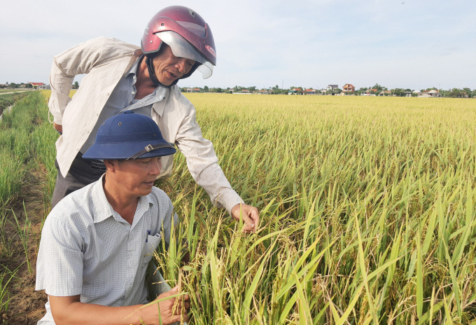 'Tranh cãi' lúa tái sinh ở Quảng Bình - Ảnh 1.