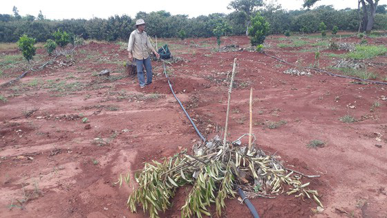 Vụ 500 cây ăn quả bị chặt phá ngang gốc: Huyện Xuyên Mộc có văn bản yêu cầu công an huyện vào cuộc - Ảnh 2.