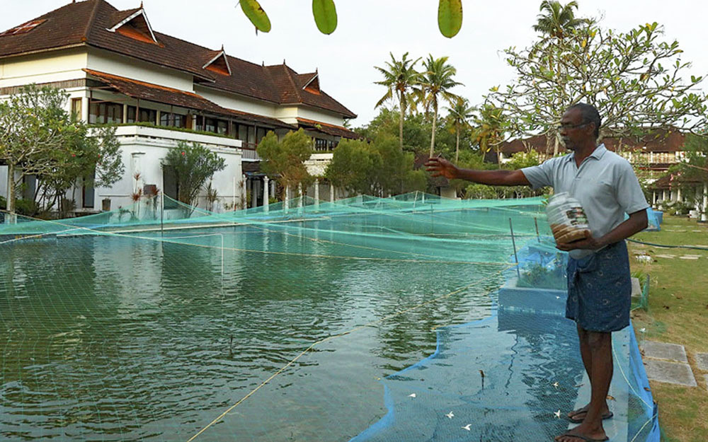 Resort hạng sang biến bể bơi thành hồ nuôi cá - Ảnh 2.