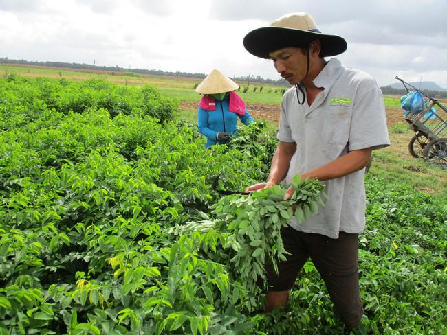 Quảng Nam: Thủ lĩnh Hội Nông dân tâm huyết với phong trào hội - Ảnh 3.