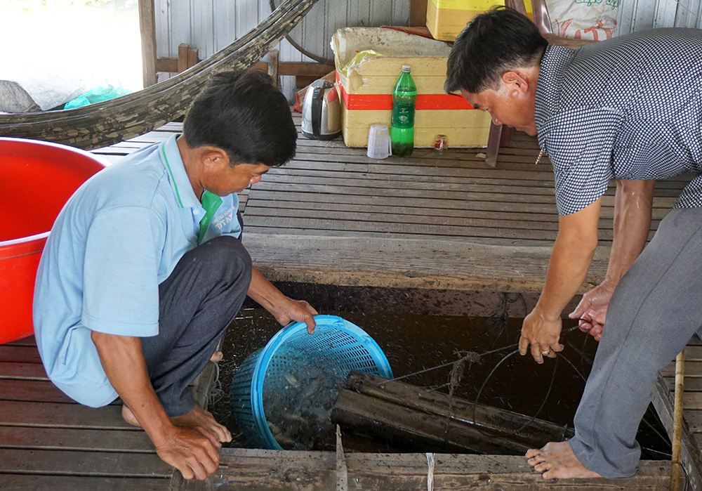 An Giang: Bắt loài cá heo đuôi đỏ chót, kêu éc éc từ ngoài sông vô nuôi trong lồng, bán 360 ngàn/ký - Ảnh 1.