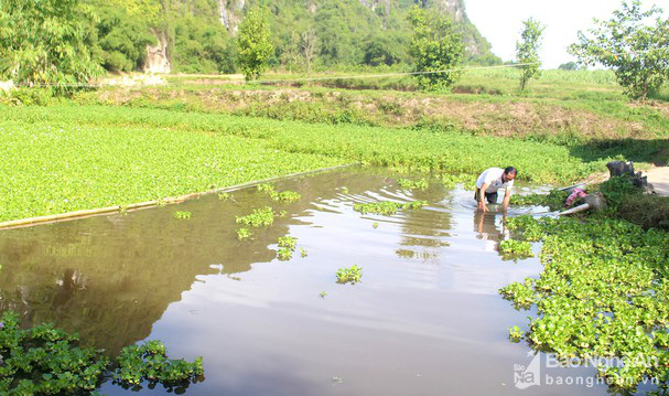 Ông nông dân đưa ốc bươu đen Quỳnh Lưu về nuôi 'thu lãi lớn' trên đất Anh Sơn - Ảnh 1.