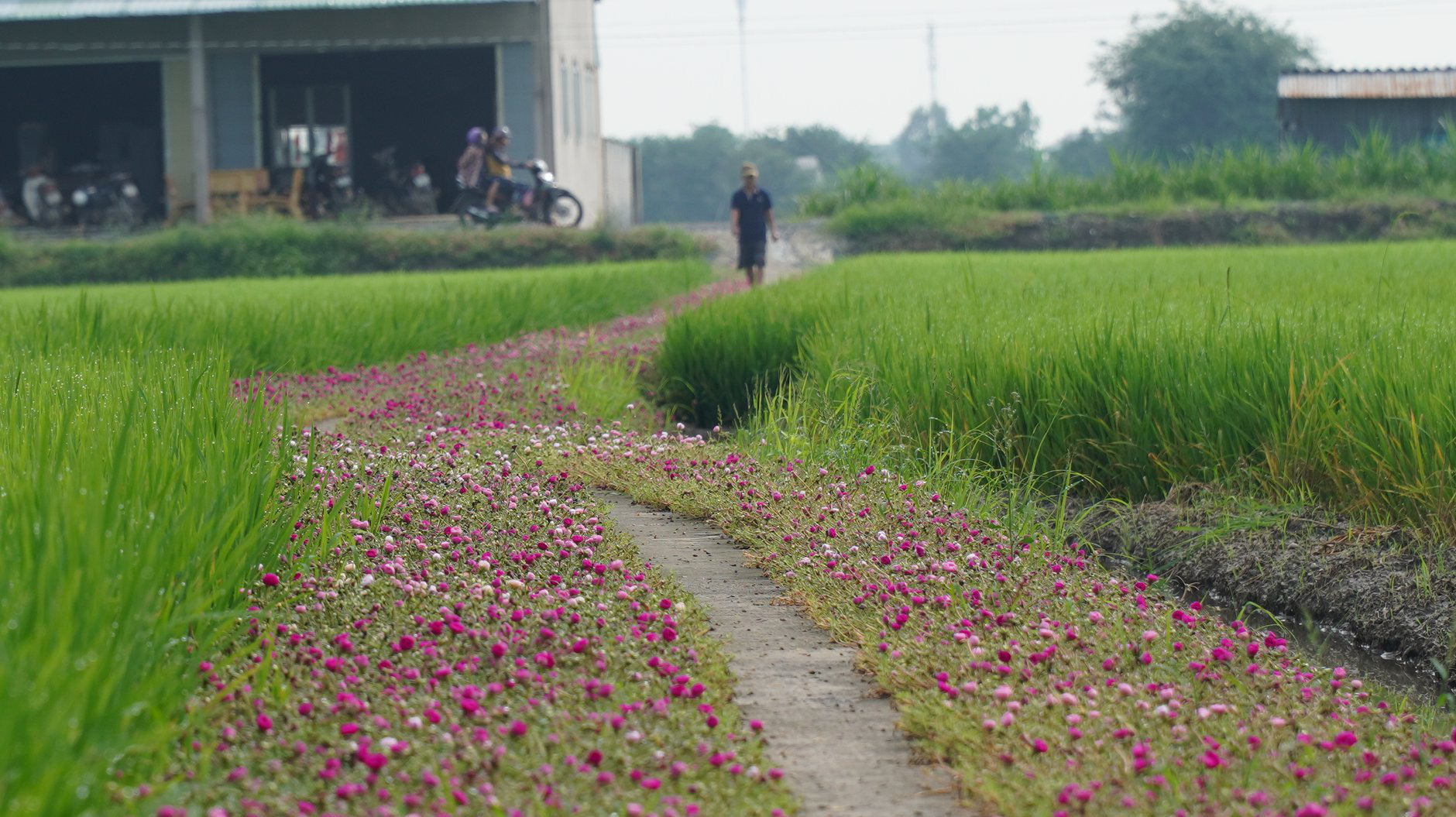 Mê mẩn con đường hoa mười giờ đẹp và lãng mạn nhất Việt Nam - Ảnh 6.