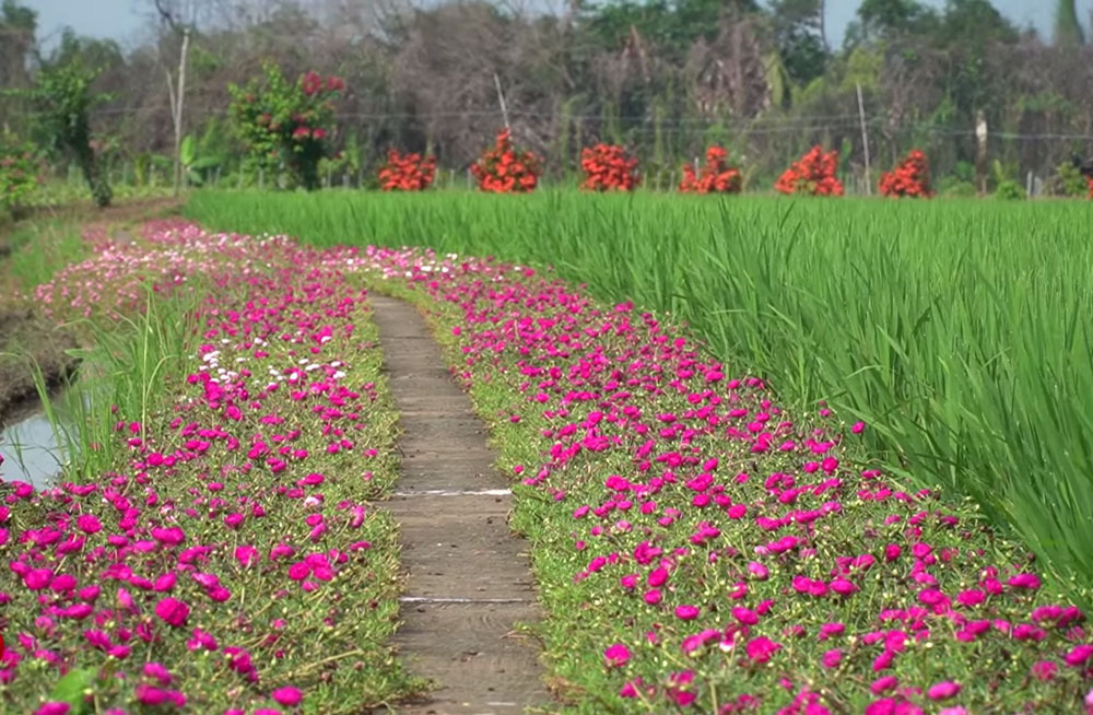 Con đường hoa mười giờ đẹp là nơi để tìm thấy sự yên bình và tuyệt vời của thiên nhiên. Những bông hoa tinh tế được sắp xếp đều dọc theo đường đi, tạo nên một khung cảnh tuyệt đẹp. Hãy đi trên con đường này để cảm nhận được sự tuyệt vời của hoa mười giờ.