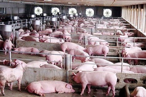 Xây dựng thành công ít nhất 500 cơ sở chăn nuôi lợn an toàn - Ảnh 1.