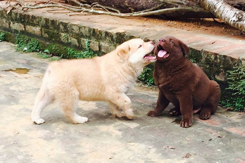 &quot;Tứ đại quốc khuyển&quot; của Việt Nam gồm những giống chó quý hiếm nào? - Ảnh 13.