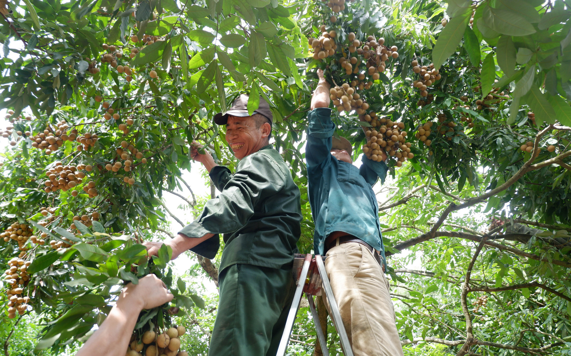 Sau thu hoạch cây nhãn bị xuống sức, 