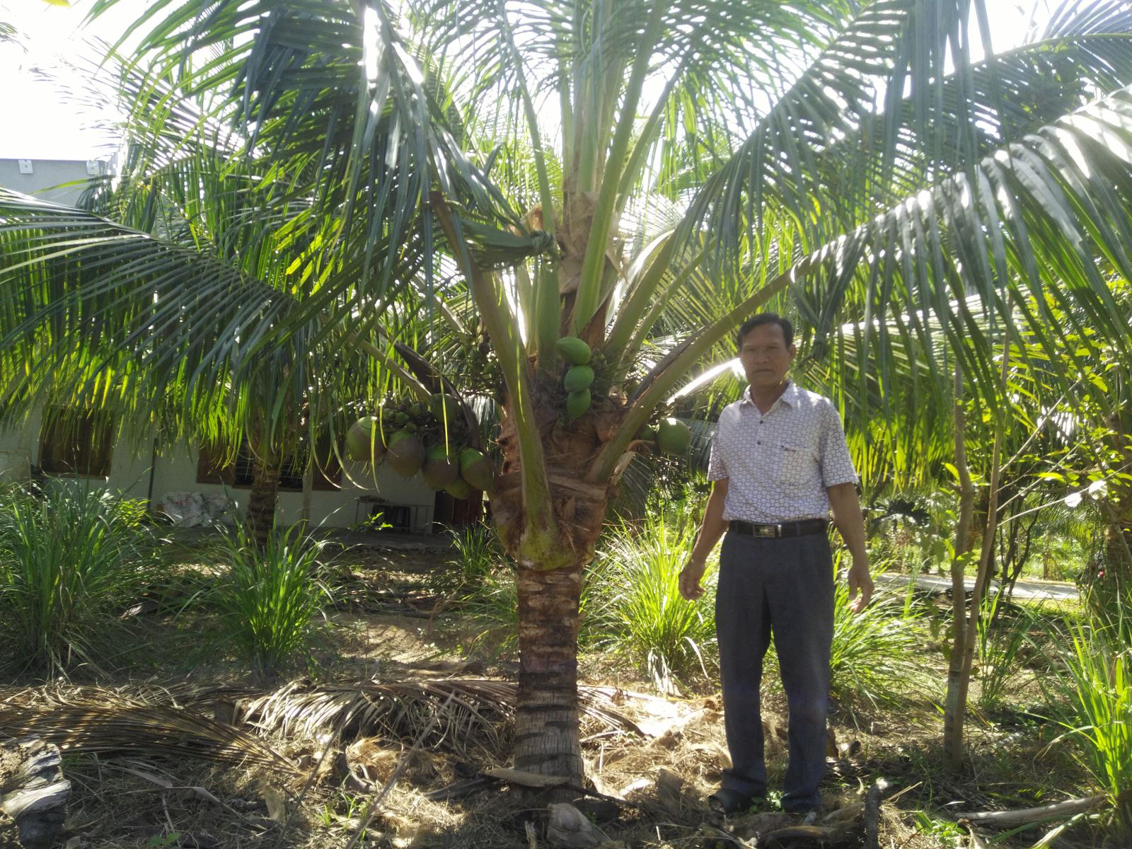 Phú Yên: Liều trồng dừa xiêm lùn, cây thấp tè đã ra trái quá trời, chưa quảng cáo thương lái đã đòi mua - Ảnh 2.