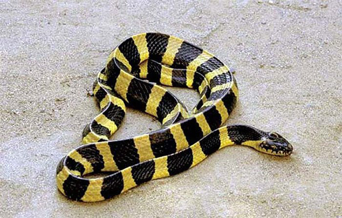Bạn đã bao giờ phân biệt được rắn cạp nong và rắn cạp nia chưa? Đừng lo lắng, chúng tôi sẽ giúp bạn nhận biết chúng thông qua hình ảnh đầy màu sắc và sinh động. Để hiểu thêm về loại rắn này, hãy truy cập ngay vào xem hình nhé!