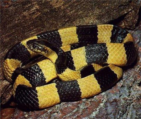 Rắn cạp nong và rắn cạp nia là hai loại rắn đáng sợ nhất thế giới. Thậm chí chỉ cần một tiếng cắn nhỏ cũng đủ để khiến con người tử vong. Tuy nhiên, những hình ảnh về chúng tạo ra một sự kích thích tò mò tột độ. Hãy xem những bức ảnh độc đáo về rắn cạp nong và rắn cạp nia.