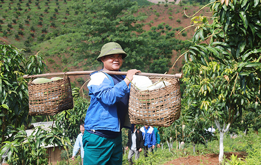 Nông dân Thuận Châu đưa xoài siêu sạch... xuất ngoại - Ảnh 1.