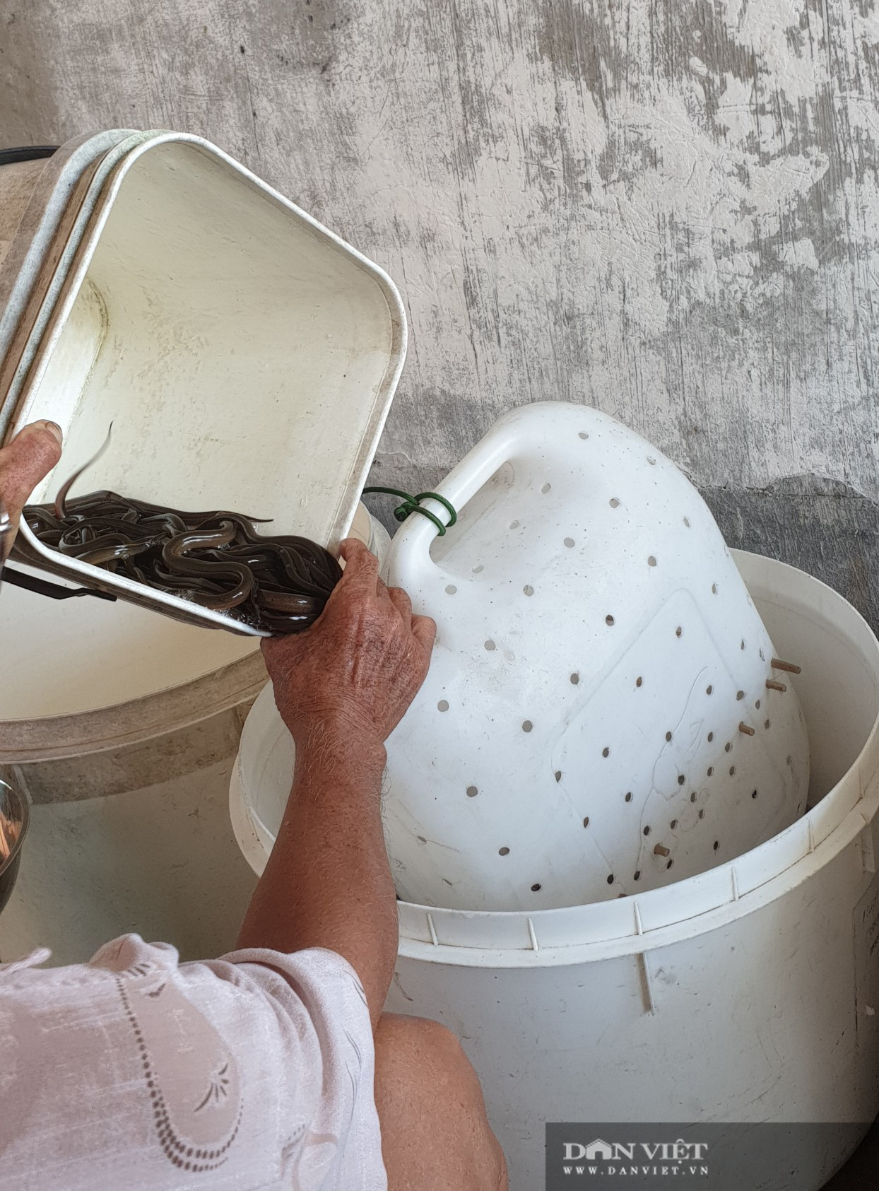 Lão nông nuôi lươn trong can nhựa “độc” nhất miền Tây: Chỉ tuyệt chiêu dưỡng lươn đồng bị chích điện không bị chết - Ảnh 3.