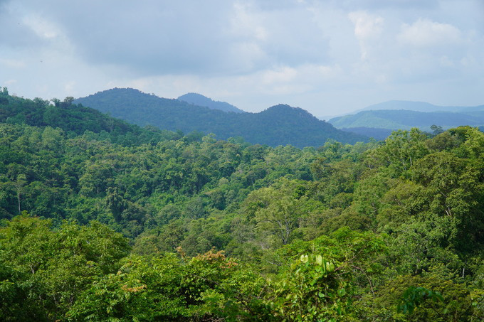 Săn nấm linh chi trong rừng sâu  - Ảnh 1.