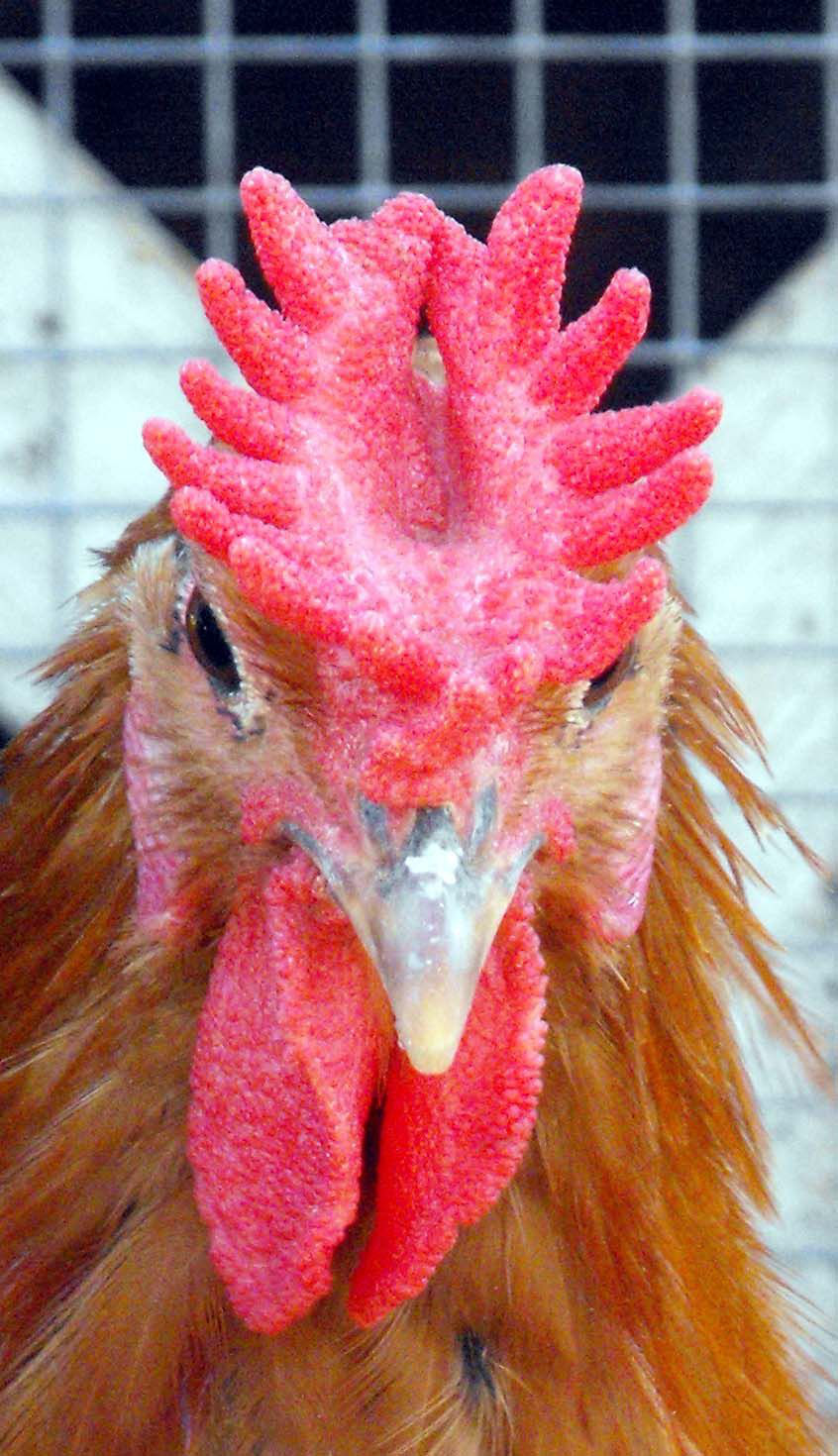 Loài gà lạ có 2 chiếc mào hình vương miện cực sang chảnh, rất quý và hiếm - Ảnh 10.
