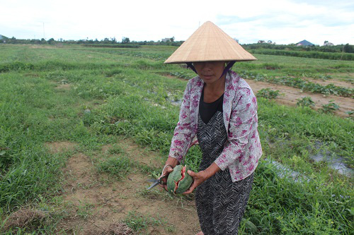 Hà Tĩnh: Hậu bão số 2, nông dân méo mặt nhìn dưa hấu bị nứt, thối - Ảnh 3.