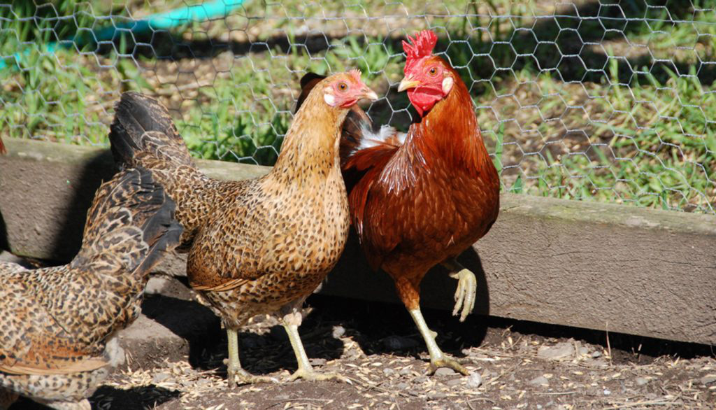 Loài gà lạ có 2 chiếc mào hình vương miện cực sang chảnh, rất quý và hiếm - Ảnh 8.