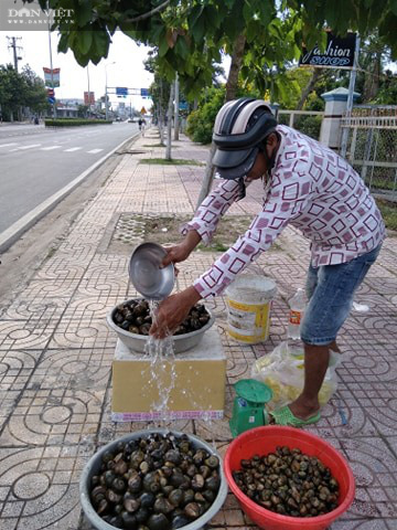 Đồng Tháp: Ốc lác-đặc sản mùa nước nổi giá bán tăng cao, tới 65 ngàn đồng/ký - Ảnh 4.