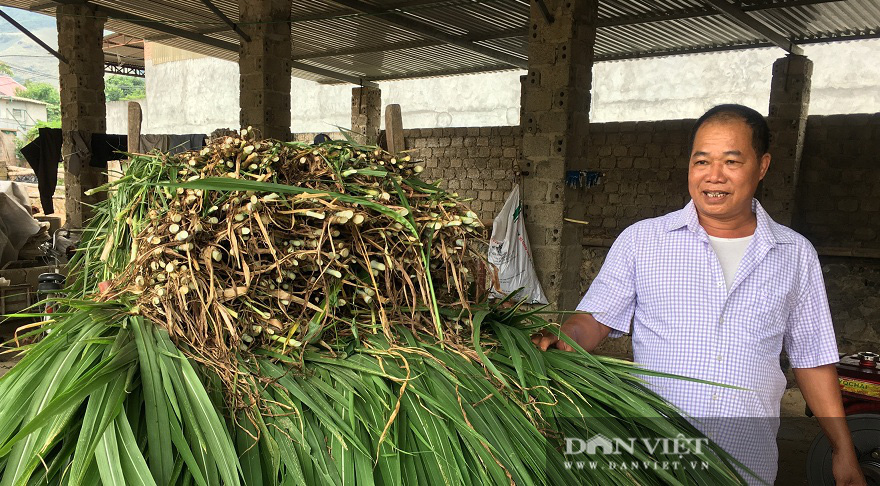 Nuôi bò vỗ béo, lão nông phất lên như diều gặp gió - Ảnh 6.