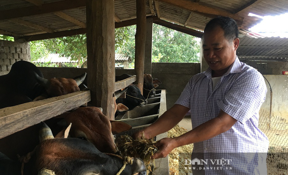 Nuôi bò vỗ béo, lão nông phất lên như diều gặp gió - Ảnh 5.