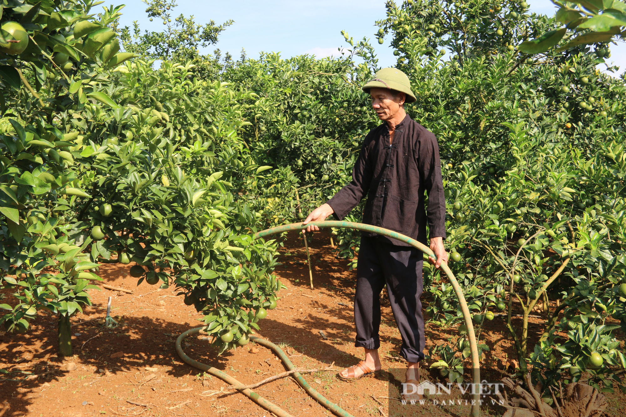 Lão nông người Thái biến đất khô cằn thành “mỏ vàng” - Ảnh 4.