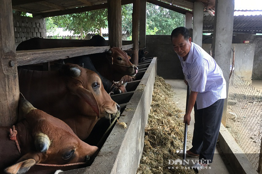 Nuôi bò vỗ béo, lão nông phất lên như diều gặp gió - Ảnh 4.