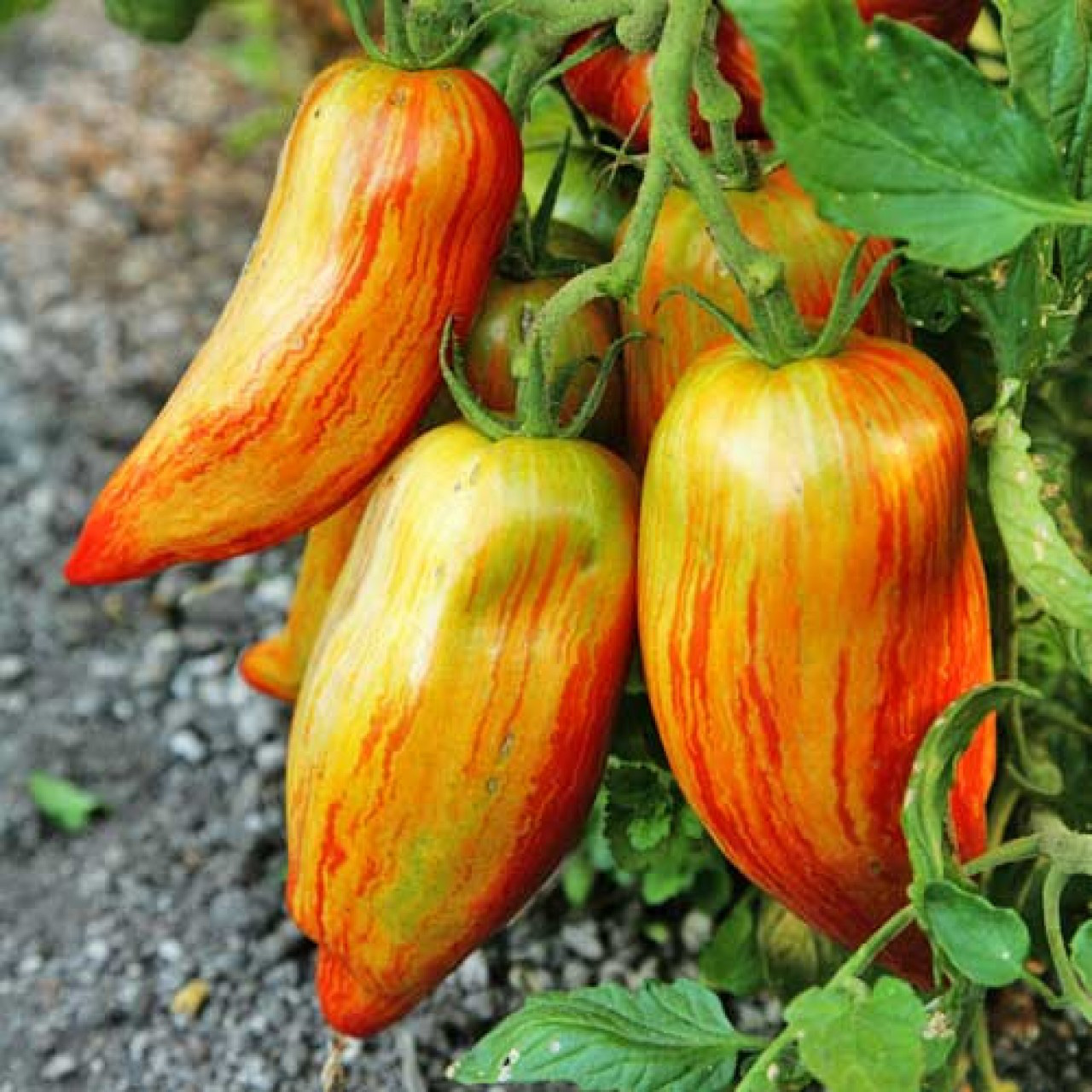 Những giống cà chua “siêu bổ-sạch-ngon” nhìn đã mê, ăn lại càng phê - Ảnh 13.
