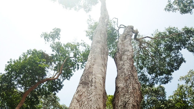 Vùng đất dân leo cây cao chót vót hái thứ quả quý hay bay, chưa ra khỏi rừng đã có người chờ mua - Ảnh 1.