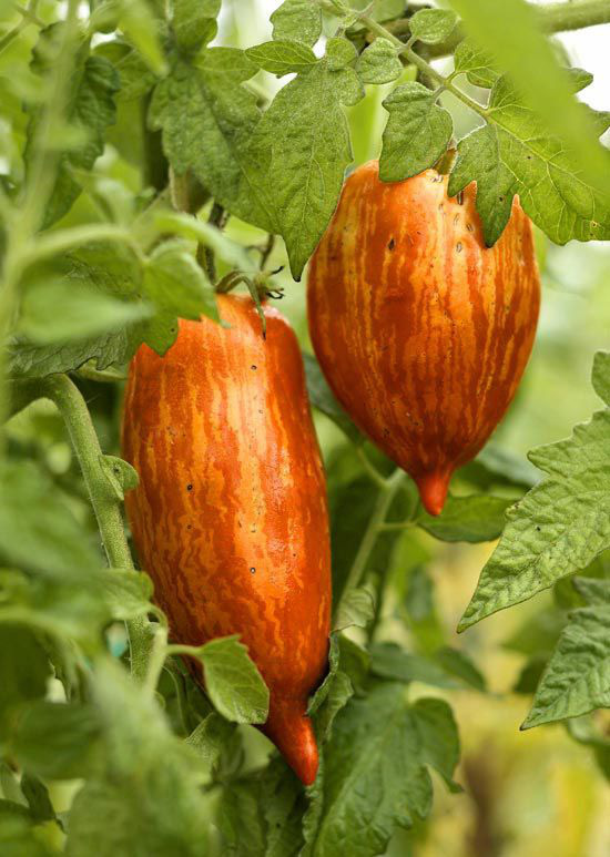 Những giống cà chua “siêu bổ-sạch-ngon” nhìn đã mê, ăn lại càng phê - Ảnh 14.