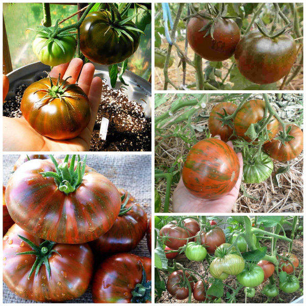 Những giống cà chua “siêu bổ-sạch-ngon” nhìn đã mê, ăn lại càng phê - Ảnh 1.