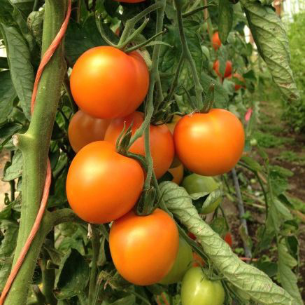Những giống cà chua “siêu bổ-sạch-ngon” nhìn đã mê, ăn lại càng phê - Ảnh 7.