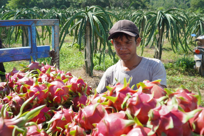 Thanh long 3.000 đồng một ký - Ảnh 2.