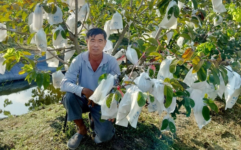 An Giang: Trồng thứ mãng cầu tên sang chảnh, ra quả từ gốc lên ngọn, xem mà hoa cả mắt