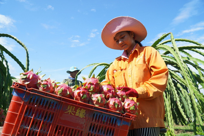 Thanh long 3.000 đồng một ký - Ảnh 1.