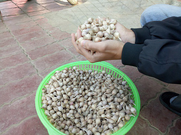 &quot;Siêu đặc sản&quot; quý hiếm không nơi nào ngoài Sơn La trồng được giá cao ngất ngưởng - Ảnh 1.