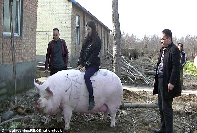 Giá thịt lợn ở Trung Quốc khó giảm từ nay đến cuối năm - Ảnh 3.