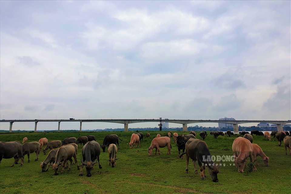 Ông nông dân nuôi nhiều trâu nhất ở Hà Nội nói gì trước lệnh cấm chăn nuôi trong nội thành? - Ảnh 1.